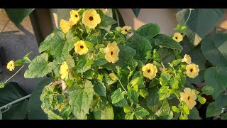 How to Grow Black Eyed Susan Flower Vine Thunbergia  Collecting Black Eyed Susan Vine Seeds [upl. by Malinowski]