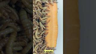 10 000 mealworms vs carrot Timelapse 🥕 [upl. by Aitenev89]