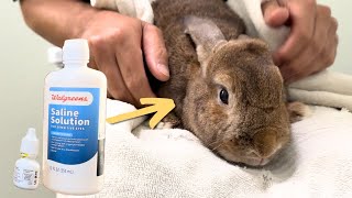 How to Give Eye Drops to a Rabbit  Clean Bunny Eyes with Saline Solution [upl. by Ryon190]