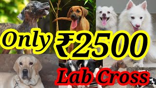 Labrador and Nadan cross puppies for sale at low price in kerala labrador germenshepherd [upl. by Ahtiekahs]