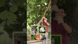 Free fertilizer  pesticide for flowering fruiting best plants growth🌿🍋🌺 shorts viral gardening [upl. by Wachter]