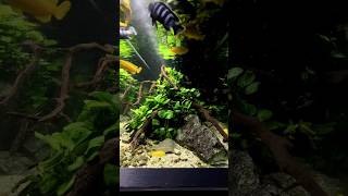 Cichlid fish feeding frenzy aquarium georgefarmerstudios cichlids aquascape [upl. by Kubetz]