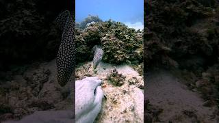 Beautiful Moray Eel viral eel ocean marinelife fyp sea adventure july4th independenceday [upl. by Gujral]