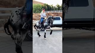 Asta el caballo sabe que esta rola esta buena caballos jaripeo vaqueros tamborazo mexico [upl. by Buddy123]