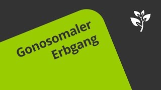 Der Gonosomale Erbgang  Biologie  Genetik [upl. by Sifan]