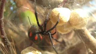 Latrodectus Tredecimguttatus 2 Latium  Italy  Tarantismo [upl. by Korella]