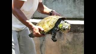 Erymnochelys madagascariensis [upl. by Gerhardine759]