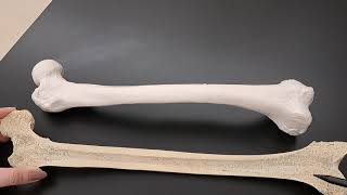 Anatomy of Long Bones on a Real Human Femur [upl. by Drofkcor]