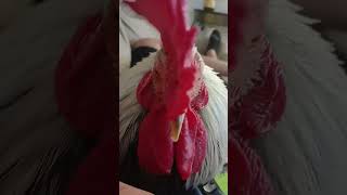 My chicken singing🐓🐓 [upl. by Babita]