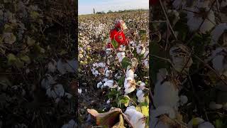 The process of picking cotton [upl. by Cristy]