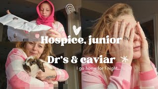 Palliative Care Medical students Hospice Care amp Caviar [upl. by Dougald]