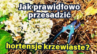 Jak prawidłowo przesadzić hortensje krzewiaste 🌿 ✂️ 🌧️ [upl. by Hedvah494]