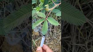 Crazy 🤪  Mimosa plants shorts video neture mimosaplants [upl. by Federica934]