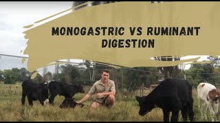 Monogastric Vs Ruminant Digestion [upl. by Walther215]