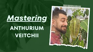 Raising a King 3Year Anthurium Veitchii Review 🌿👑  Growth Care and More 🌱🔬 [upl. by Htessil131]