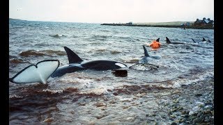 Killer Whales rescue in Uyeasound Shetland  December 1994 [upl. by Errot]