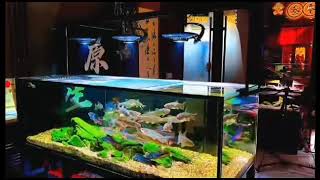 Biotope aquarium tank with ZETLIGHT ufo f8 pro LED light [upl. by Naima]