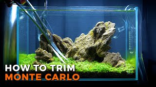 Micranthemum Monte Carlo  Trimming Tutorial [upl. by Malsi464]