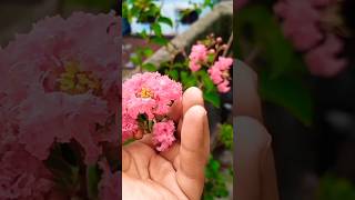 Beautiful Flower grow 😊🌸 Flower transformation gardening gardeningplants plant [upl. by Gereld]