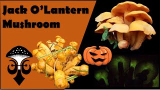 The Jack O Lantern Mushroom Omphalotus illudens the Orange Mushroom [upl. by Kieger213]