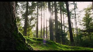 Entspannende Musik mit Waldgeräuschen  Ruhe und Frieden der Natur [upl. by Neerroc542]