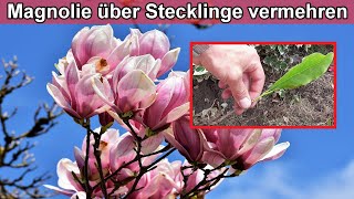 Magnolie durch Stecklinge vermehren – Magnolienbaum über Ableger selber ziehen Anleitung [upl. by Eiddet387]