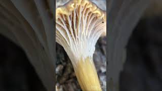 Winter Chanterelle Identification shorts [upl. by Marlene]