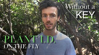 How To Identify Plants in the Field [upl. by Clippard133]