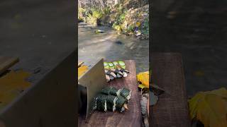 Sushi with eel in nature asmr cooking [upl. by Adanama]