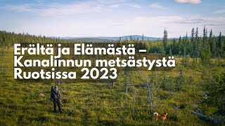 Metsäkanalintujen metsästystä Ruotsissa 2023 [upl. by Nueovas]