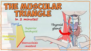 The Muscular Triangle [upl. by Harte576]