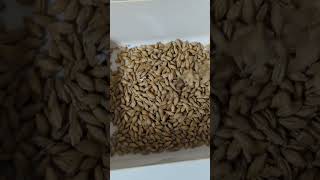 Barley malt for produce beer [upl. by Steffi]