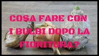 Cosa fare con i bulbi dopo la fioritura [upl. by Tare]