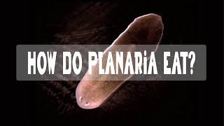 How does a Planarian eat [upl. by Bigg]