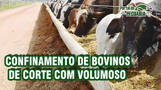 Confinamento de bovinos de corte com volumoso [upl. by Cerellia]