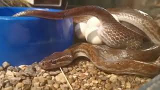 Brown House Snake at uShaka Dangerous Creatures [upl. by Lyckman164]