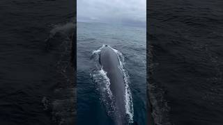 Blue whale near ship sidewhale whaleshark sea ship short youtube views subscribe ocean [upl. by Arhsub]