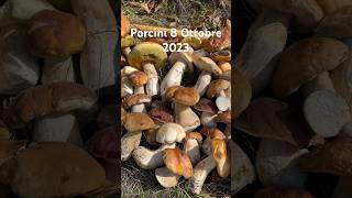 Bellissima raccolta di funghi porcini 8 Ottobre 2023 [upl. by Kristel]