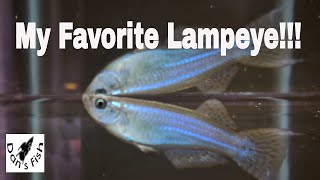 My Favorite Lampeye  Procatopus [upl. by Ordnael837]