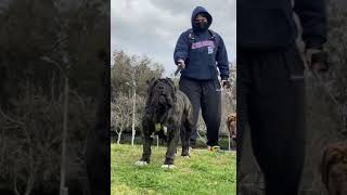 Neapolitan Mastiff Guarding [upl. by Ailak578]