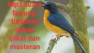 Mp3 Download Suara burung tledekan bakau sulingan pikat Ampuh [upl. by Elocim]