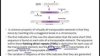 Transposons 1 [upl. by Eltsirc864]