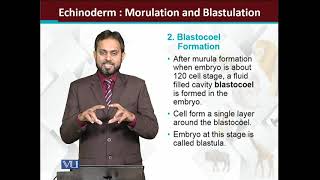 Echinoderms Embryology Morulation and Blastulation  Principles of Animal LifeI  ZOO514TTopic165 [upl. by Ylrebnik]