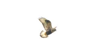 Roughlegged Hawk  hovering soaring diving through the air [upl. by Stortz155]