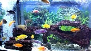 African Cichlid Tank with Purple Algae [upl. by Larry]