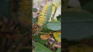 Tussock Moth Caterpillar Georgia shorts [upl. by Aurlie]