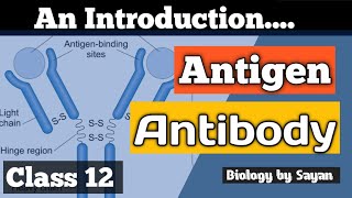 AntigenAntibody Basic intro Class 12 NEET [upl. by Aneret478]