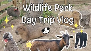 Chilling with Capybaras A day at Wingham Wildlife Park Feeding the goats [upl. by Sandler]