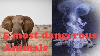 5 Most dangerous animals  adventure animals wildanimalfacts wildlife amazonrainforest [upl. by Cahra]