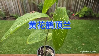 Sophies Garden 黄花鹤顶兰斑叶鹤顶兰Phaius flavus [upl. by Ollehcram]